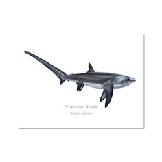 a black and white photo of a shark with the words tresser shark on it