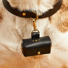 a close up of a dog wearing a black leather leash and carrying a small purse