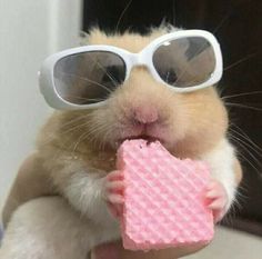 a hamster wearing sunglasses and holding a pink object in its paws with it's mouth