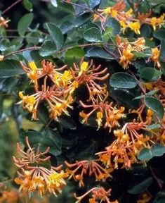 some yellow flowers and green leaves on a tree