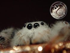 a close up of a spider under a coin