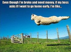 a sheep jumping in the air over a fence with words written below it that reads, even though i'm broke and need money if my boss asks