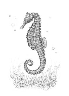 a black and white drawing of a seahorse on the ocean floor with algaes