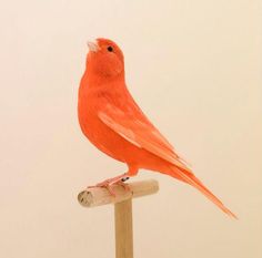 a red bird sitting on top of a wooden stick