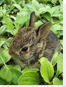 a small rabbit sitting in the middle of some green plants and leaves, looking at the camera