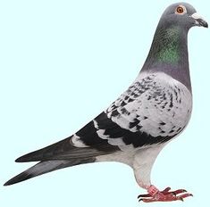 a pigeon is standing on its hind legs and it's head turned to the side