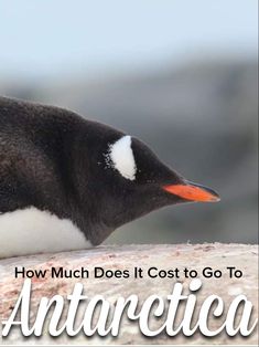 a penguin sitting on top of a rock with the words how much does it cost to go to antarctica?