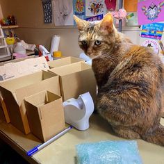 a cat sitting on top of a desk next to boxes