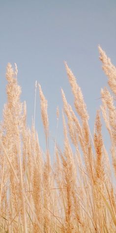 tall grass blowing in the wind on a sunny day