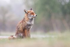 a black and white photo of a fox sitting in the grass