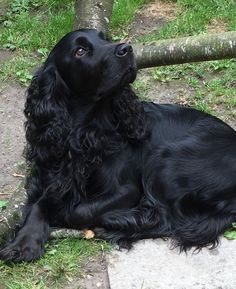 a black dog laying on the ground next to a tree