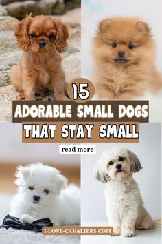 small dogs that are sitting next to each other with the words, 15 adorable small dogs that stay small read more