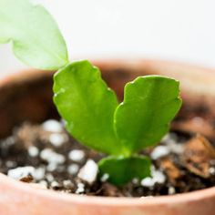 a small green plant in a clay pot