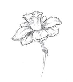 Flower Art Drawing, Next Tattoo, Easy Doodles Drawings, Easy Drawings Sketches, Cute Doodles Drawings, Nature Drawing, Celebrity Tattoos, Doodle Art Designs