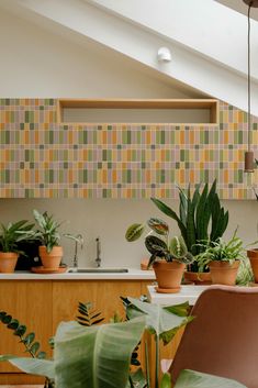 several houseplants are in pots on the kitchen counter