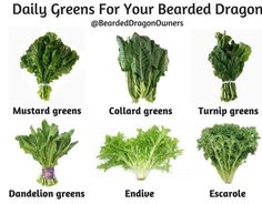 a bunch of different types of greens for your bearded dragon