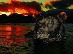 a black bear swimming in the water at sunset