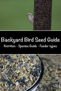 the backyard bird seed guide is open and ready to be picked