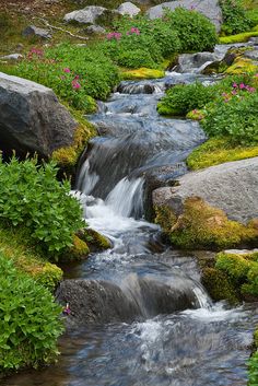 a small stream running through a lush green forest filled with rocks and wildflowers