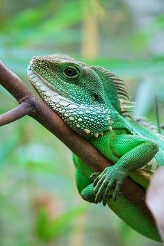 a green lizard sitting on top of a tree branch