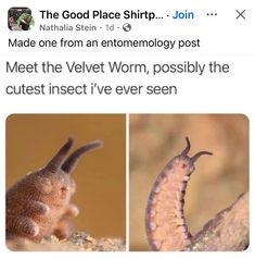 two pictures of the same animal with caption that reads, the good place shirt? made one from an entomelology post meet the velvet worm, possibly the cutest i'vel