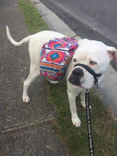 a white dog with a colorful backpack on it's back