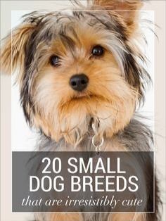 small dog breeds that are irresistiblely cute