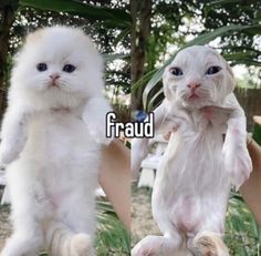 two cats are being held up in the air by their owners hands, one is white and the other has blue eyes