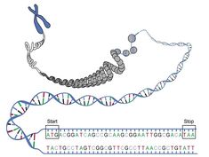 a diagram of the structure of a protein