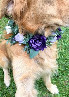 a golden retriever dog with purple flowers on its collar sitting in the green grass