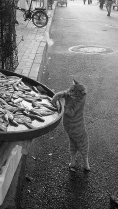 a cat standing on its hind legs next to a pan filled with fish and looking at it