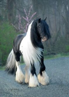 a black and white horse standing on top of a gravel road