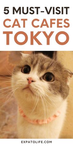 Complete guide to the best cat cafes in Tokyo, Japan, featuring the unique Tokyo Japan cat cafes, tokyo cat cafe aesthetic, and must-visit cafe spots like Cat Cafe Mocha Tokyo. Cat Cafe Aesthetic, Cafes In Tokyo, Cat Cafes, Japan Cat, Cafe Mocha, Visit Tokyo, Café Mocha, Cafe Aesthetic, Top Cat