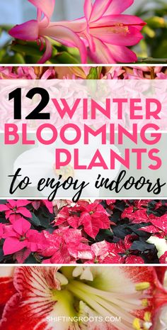 flowers with text overlay that reads 12 winter blooming plants to enjoy indoors