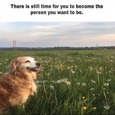 a dog is sitting in the middle of a field with dandelions and flowers