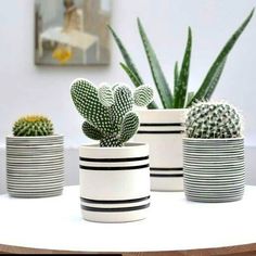 three potted cacti are sitting on a table with black and white stripes