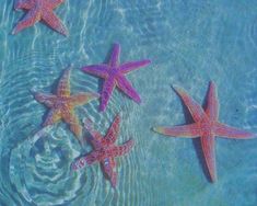 four starfishs are swimming in the water