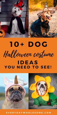 the top 10 dog halloween costumes you need to see