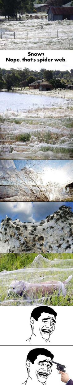 four different views of the same landscape