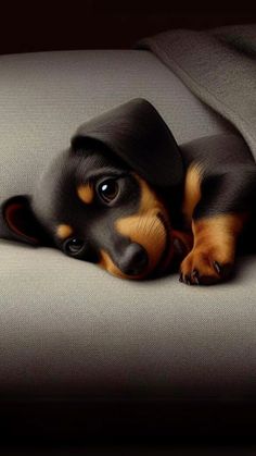 a black and brown dog laying on top of a couch