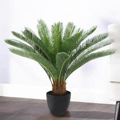 a potted plant sitting on top of a wooden floor next to a white chair