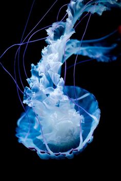 a blue and white jellyfish floating in the water