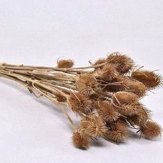 some dried flowers on a white surface