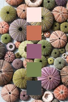 several sea urchins with different colors and sizes are shown in this color scheme