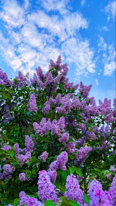 purple lilacs in full bloom against a blue sky with wispy white clouds