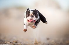 a small black and white dog is running on the beach with it's tongue hanging out