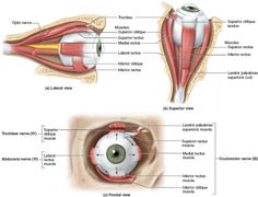 diagram of the human eye and its parts