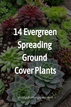 Discover a variety of spreading ground cover plants perfect for your garden. From full sun flowering ground covers to shade perennials for weed suppression, these plants will beautify your space. Explore fast-spreading invasive options or durable options that you can walk on, ideal for paths and walkways. Whether you love grevillea ground cover varieties or beautiful flowering options for a sunny garden, find the best ground cover plants here. Ground Cover That Chokes Out Weeds, Tropical Ground Cover, Walkable Ground Cover, Groundcover Landscaping, Jasmine Ground Cover, Full Sun Ground Cover, Ground Cover Plants Shade, Ground Covers For Sun