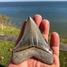 a person holding a piece of metal in their hand near the water's edge