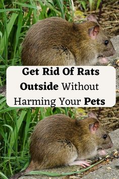 If you're dealing with rats outside your home but also have pets, it's important to find effective ways to get rid of the rats without causing harm to your furry friends. Learn safe and humane methods for rat control in your outdoor spaces. Get Rid Of Rats Outside, Natural Rat Repellent, Get Rid Of Rats, Rat Repellent, Rat House, Appalachian People